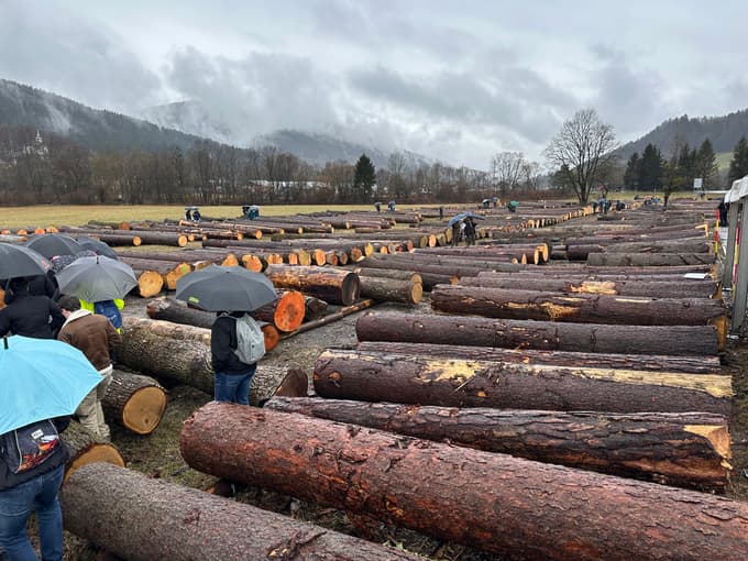 (FOTO in VIDEO) Licitacija lesa v Slovenj Gradcu: Najdražji hlod najprej v Nemčijo, nato na Japonsko