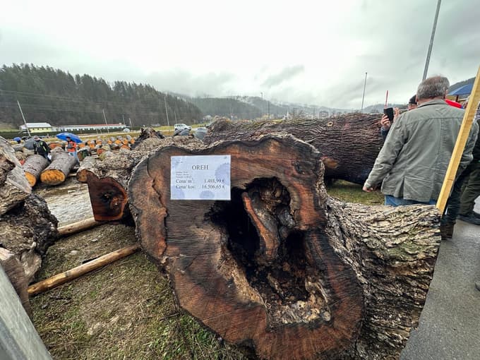 (FOTO in VIDEO) Licitacija lesa v Slovenj Gradcu: Najdražji hlod najprej v Nemčijo, nato na Japonsko