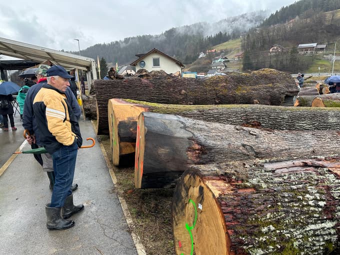 (FOTO in VIDEO) Licitacija lesa v Slovenj Gradcu: Najdražji hlod najprej v Nemčijo, nato na Japonsko