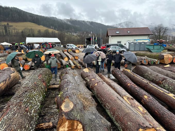 (FOTO in VIDEO) Licitacija lesa v Slovenj Gradcu: Najdražji hlod najprej v Nemčijo, nato na Japonsko