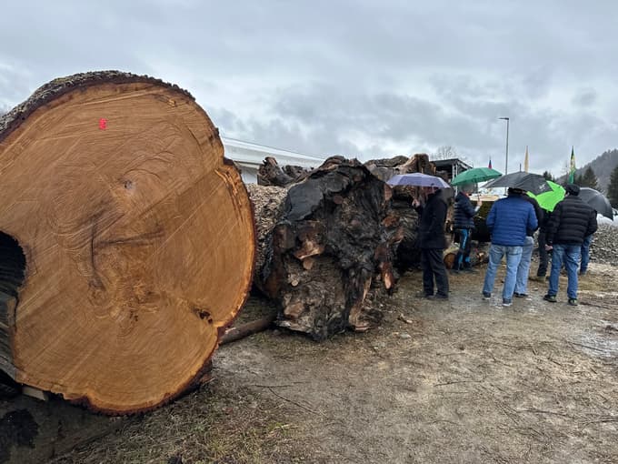 (FOTO in VIDEO) Licitacija lesa v Slovenj Gradcu: Najdražji hlod najprej v Nemčijo, nato na Japonsko