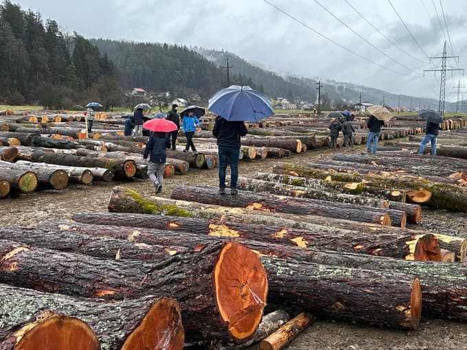 (FOTO in VIDEO) Licitacija lesa v Slovenj Gradcu: Najdražji hlod najprej v Nemčijo, nato na Japonsko