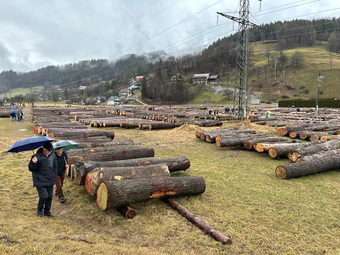 (FOTO in VIDEO) Licitacija lesa v Slovenj Gradcu: Najdražji hlod najprej v Nemčijo, nato na Japonsko