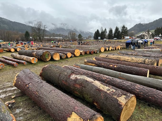 (FOTO in VIDEO) Licitacija lesa v Slovenj Gradcu: Najdražji hlod najprej v Nemčijo, nato na Japonsko