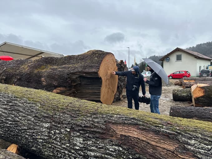 (FOTO in VIDEO) Licitacija lesa v Slovenj Gradcu: Najdražji hlod najprej v Nemčijo, nato na Japonsko