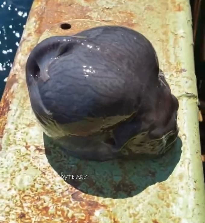 (FOTO) Ribič iz morja potegnil zelo nenavadno ribo, sledilci sprašujejo, ali je ulovil vesoljca