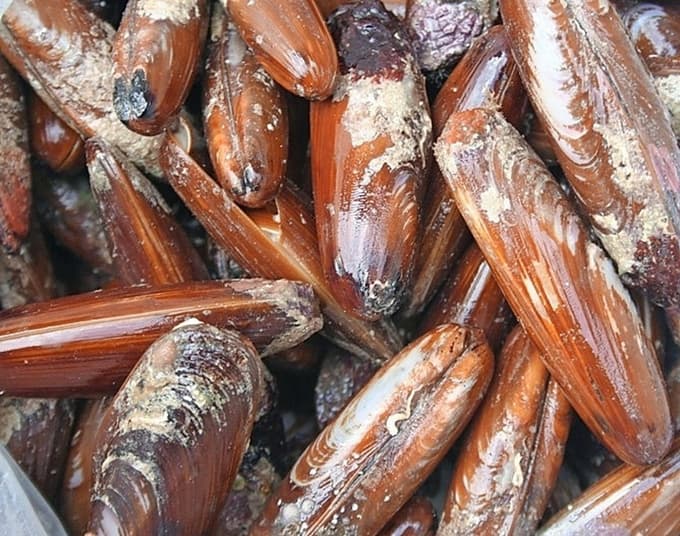 Domačina so zalotili s prepovedanimi morskimi sadeži.