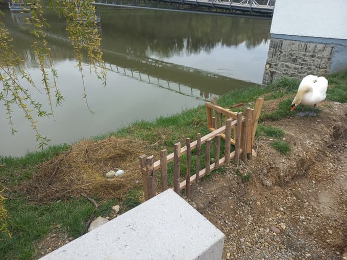 Prošnja mariborske občine: Lokacij gnezd ne objavljajte na družbenih omrežjih