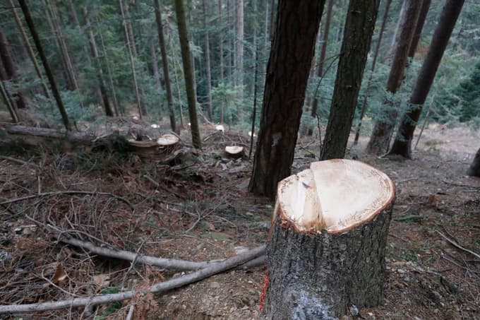 Priprava dostopne poti za vrtalno garnituro je na Kozjaku terjala že prva drevesa.