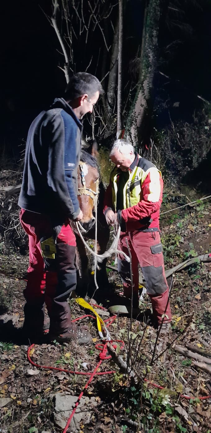 Konj Malin ponovno z lastnikom
