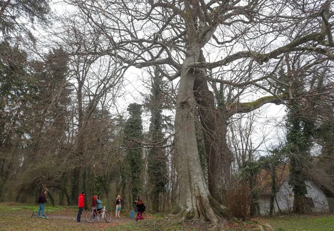 Deveti Festival sprehodov: Od Vilinskih dreves v Mariborskem parku do Vragolij iz Studencev
