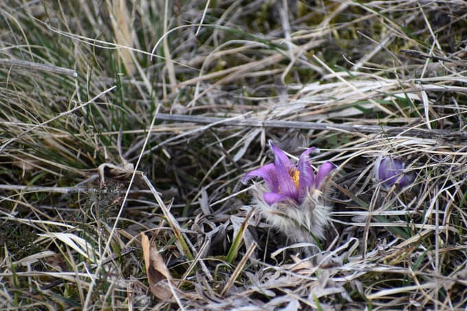 Število velikonočnic se manjša. 