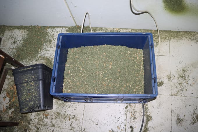 (FOTO) Hišne preiskave: Doma gojili konopljo, ukradli za 57 tisoč evrov elektrike