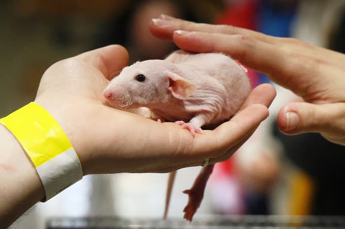 (FOTO) Od eksotične žabe do ščurkov za vse okuse