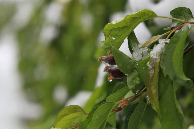 S spomladansko pozebo so sadjarji in vinogradniki že v preteklosti imeli skrbi.