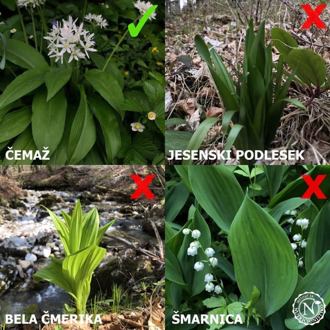 Najpogostejša je zamenjava čemaža z jesenskim podleskom, lahko pa tudi s šmarnico in belo čmeriko