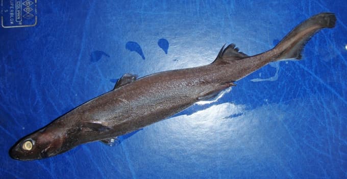 Žametni morski pes (Etmopterus spinax) je tipična globokomorska vrsta, ki jo najdemo tudi v južnem Jadranu.