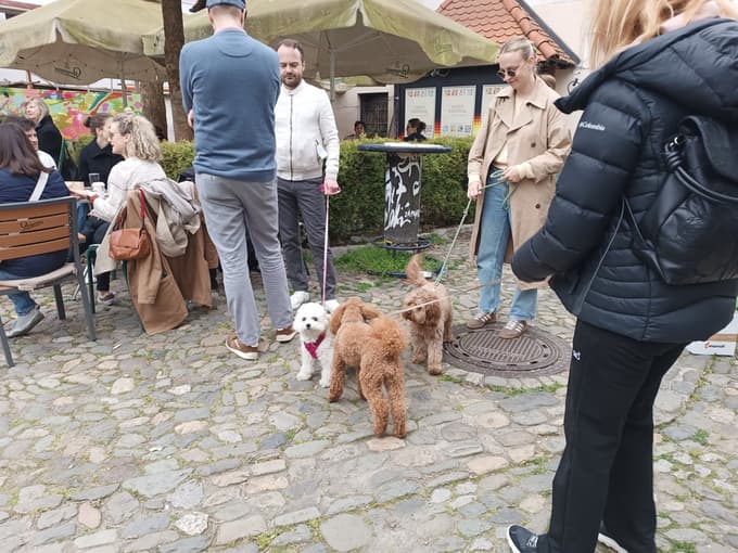 Psi slišijo veliko zvokov, glasba pa večinoma nanje vpliva pomirjajoče.