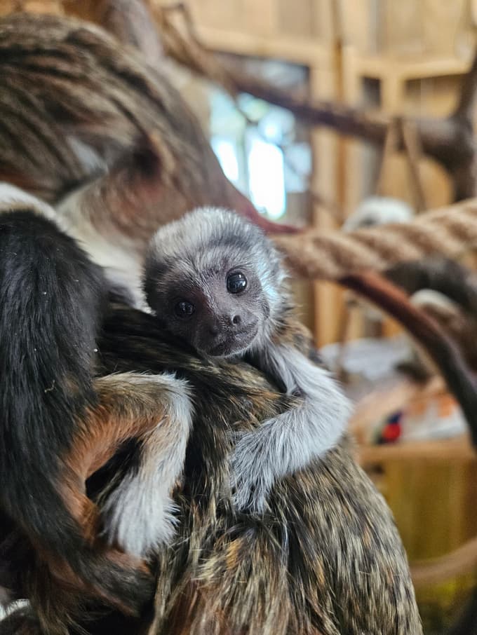 Novo rojstvo v Tropski hiši Celje