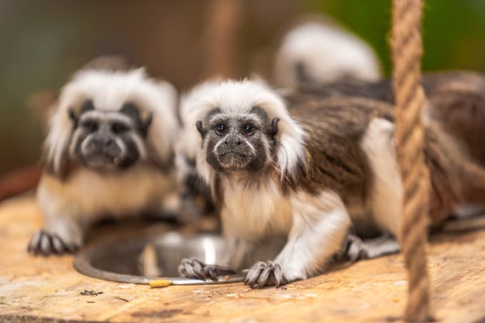 Beloglavčki v Tropski hiši Celje soprispevajo k ohranitvi vrste, ki je tik pred izbrisom.