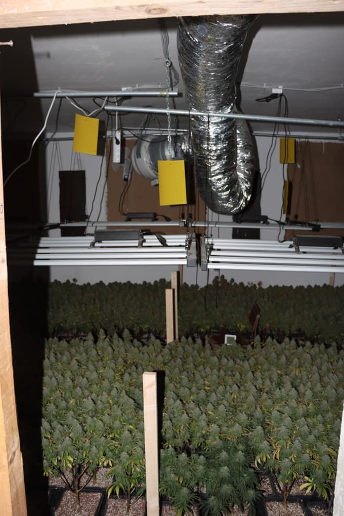 (FOTO) V hiši sta gojila 500 rastlin konoplje: Imela sta ogrevane luči, prezračevanje in avtomatsko zalivanje