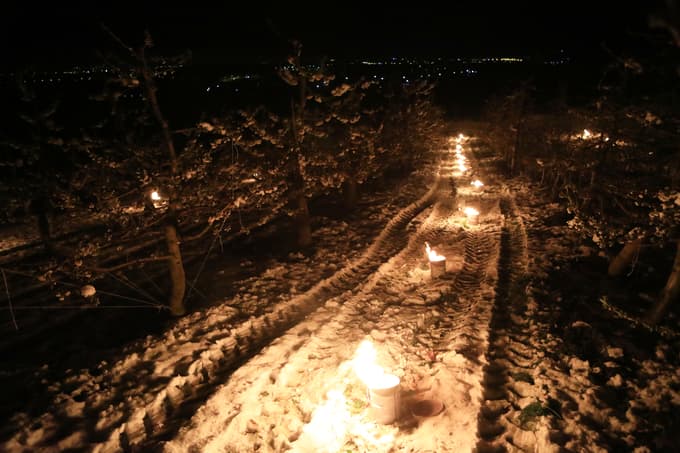 Dejanski izpad pridelka sadja zaradi pozebe bo znan po junijskem trebljenju