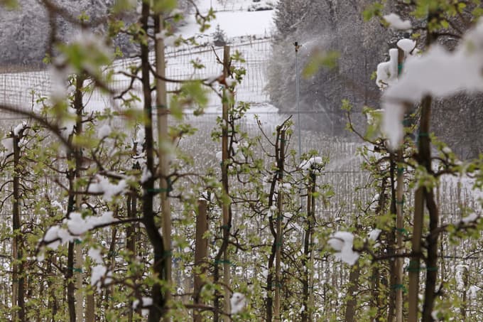 Dejanski izpad pridelka sadja zaradi pozebe bo znan po junijskem trebljenju