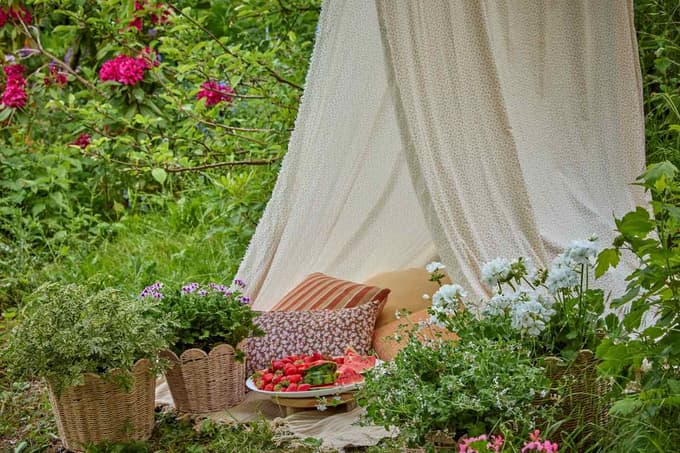 Pelargonije, kraljice balkonskih ograj in okenskih polic, so lahko tudi vrtni okras