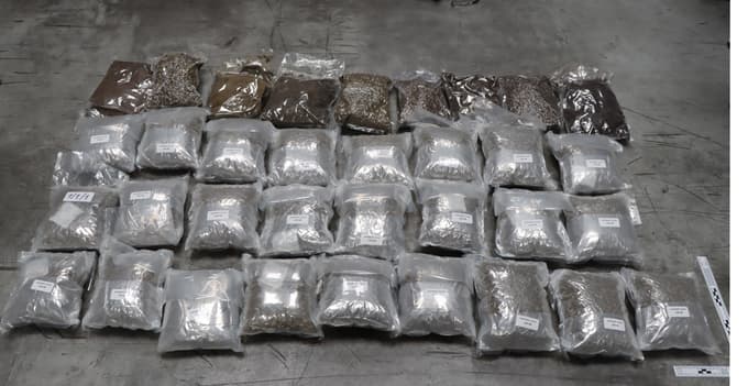 Zaseg konoplje, ki je bila skrita v paketih čaja, odkrili pa so jo sežanski cariniki.