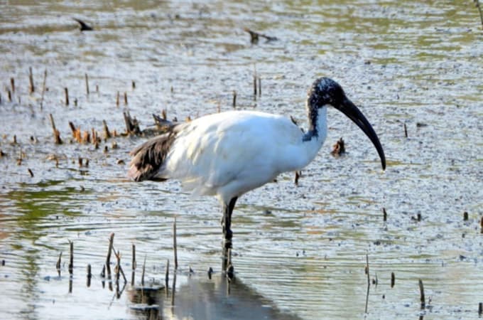 Tudi na svetega ibisa lahko naletimo v Škocjanskem zatoku.