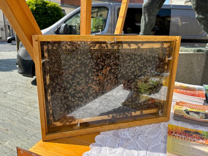 Čebelarsko društvo Slovenska Bistrica svetovni dan čebelarstva čebele