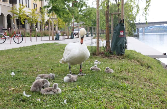 Objavili peticijo Za sobivanje človeka in laboda na Lentu: "Ukrepi občine so nezadostni"