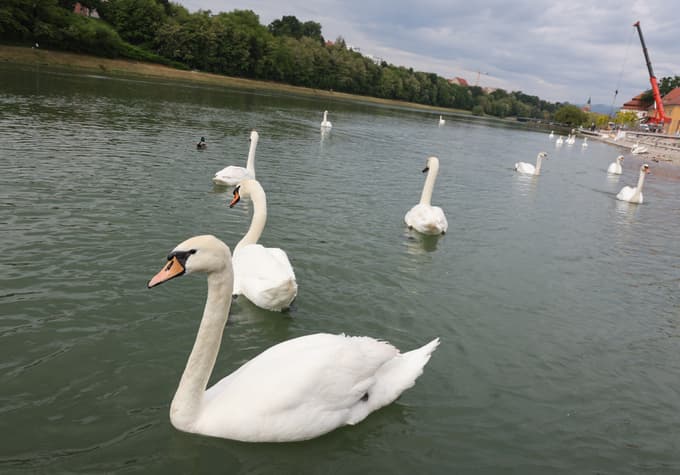 Objavili peticijo Za sobivanje človeka in laboda na Lentu: "Ukrepi občine so nezadostni"