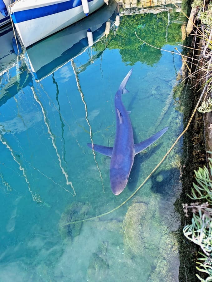 Avanturistična samica sinjega psa v tržaškem mandraču