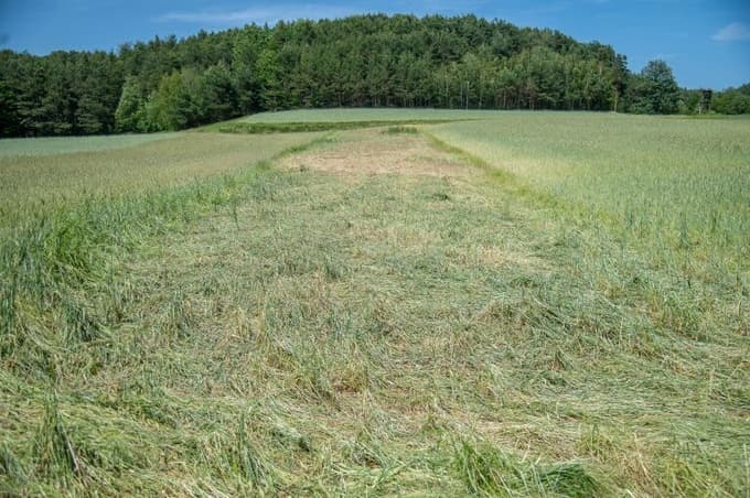 Skoraj 100-odstotno so poškodovane poljščine - pšenica, koruza, krompir, buče ter trajni nasadi. 