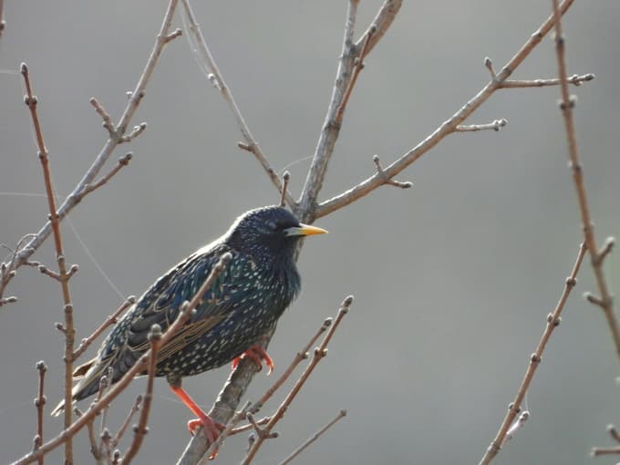 V zimskem perju je manj privlačen.