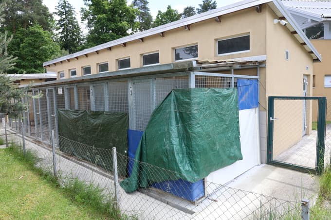 Trije psi so bili najprej nameščeni v karanteno, zaposleni v zavetišču so jih zaščitili pred radovednimi pogledi.