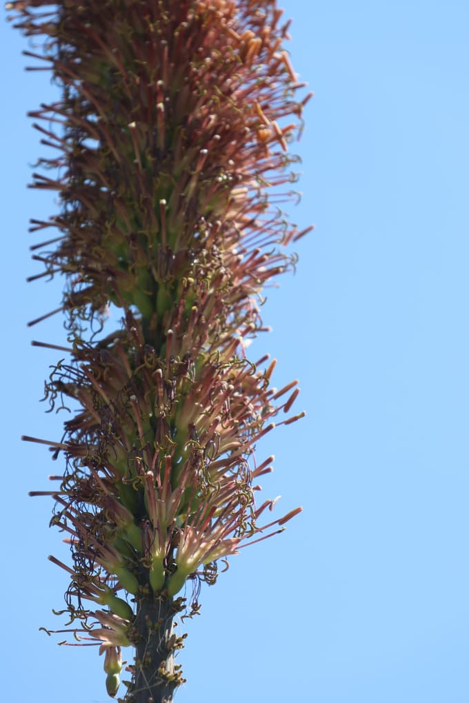 (FOTO) Kaj je razlog, da sta v botaničnem vrtu ljubljanske univerze prvič zacveteli redki agavi?