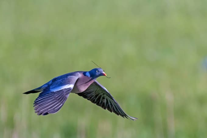 Golob grivar je največji evropski golob.