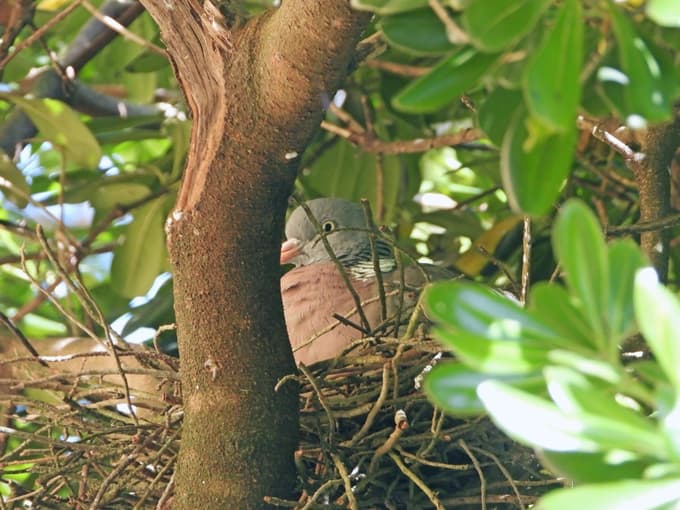 Grivar na gnezdu pred mojim oknom