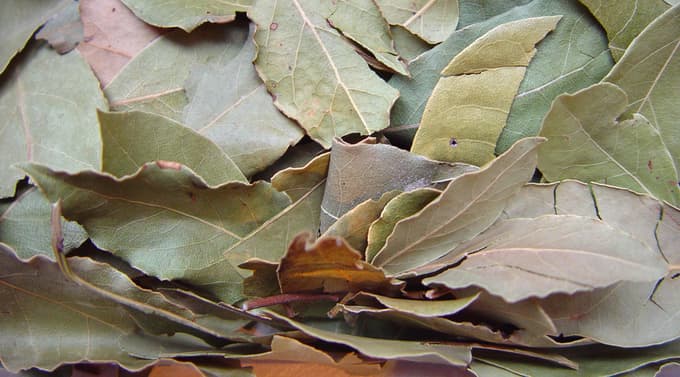 Babice so znale. V poplavi dragih detergentov, osvežilcev in razkužil je včasih prav osvežujoče, ko se izkaže, da je rešitev lahko tako preprosta. 