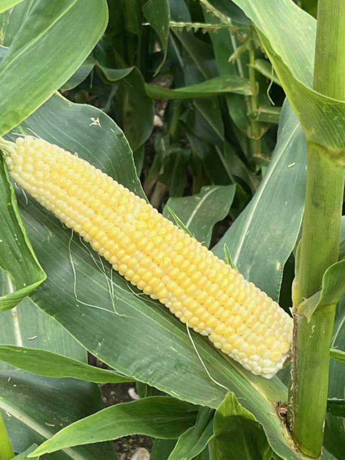 Cene na mariborski tržnici: Koliko stane strok mlečne koruze?