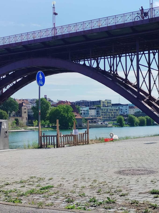 (FOTO) Mariborski Lent: Koga moti invalidni labod Oli?