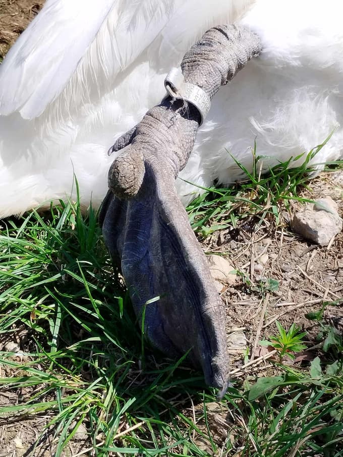 Olijeva poškodovana tačka.