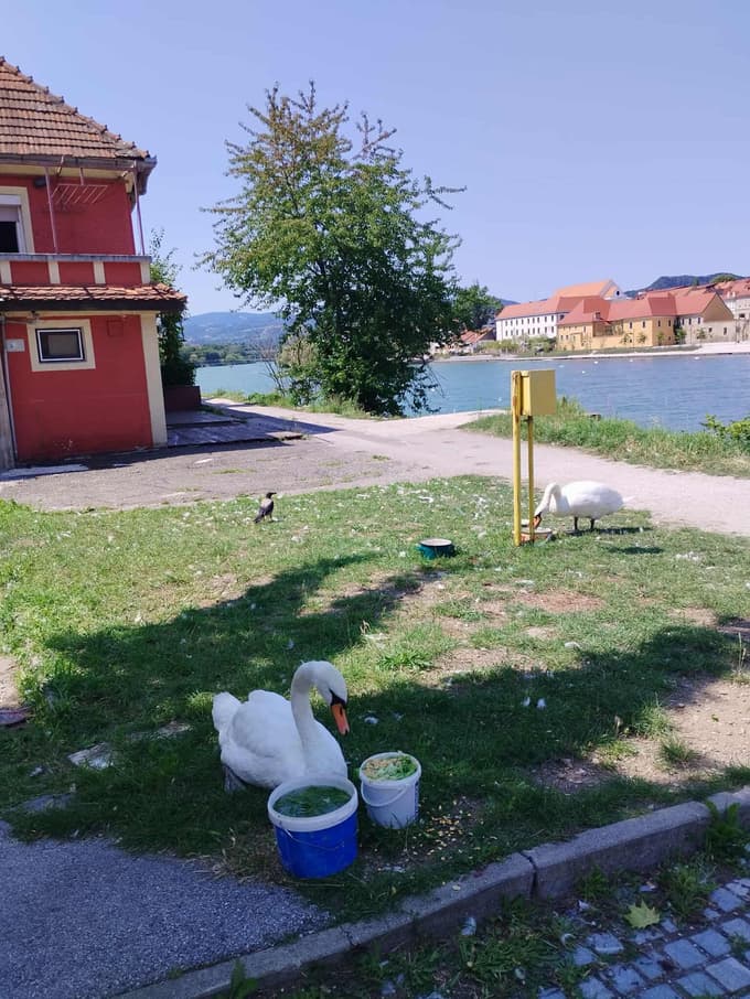 (FOTO) Mariborski Lent: Koga moti invalidni labod Oli?