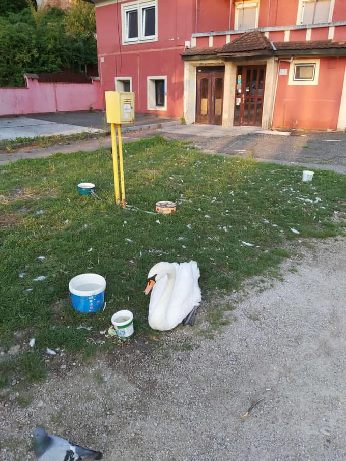 (FOTO) Mariborski Lent: Koga moti invalidni labod Oli?