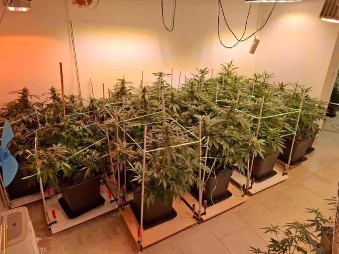 Policisti so med preiskavo odkrili poseben prostor za gojenje konoplje.