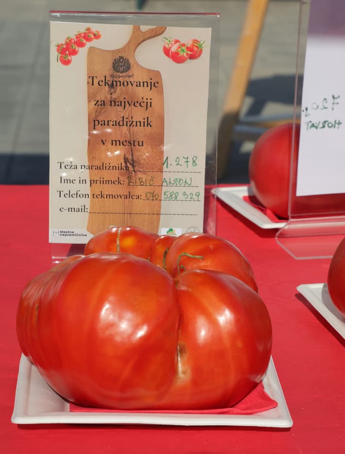 (FOTO) Pa ga imamo! Najtežji in najboljši paradižnik, namreč. Koliko je tehtal orjak in kdo je pridelal najboljšega?
