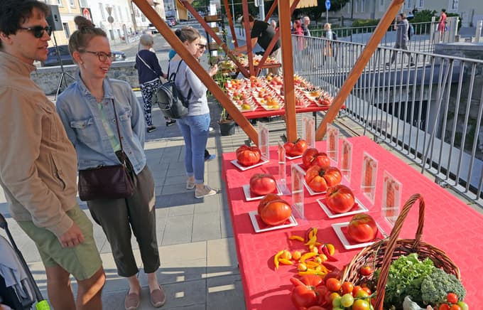 Maribor - mariborska tržnica - festival paradižnika - paradižnik - zmagovalec - -
