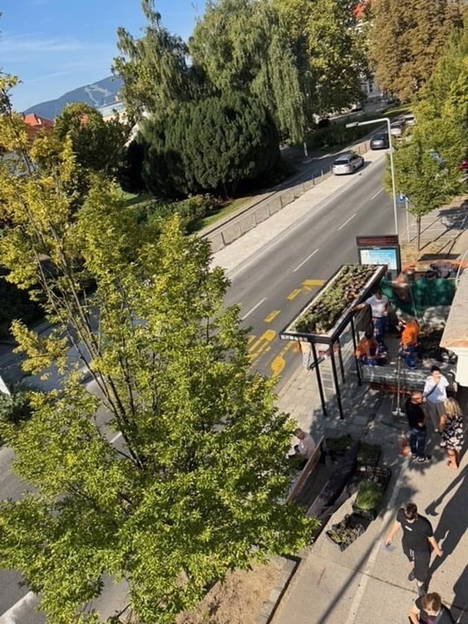 (FOTO) V Mariboru ozelenili pet avtobusnih nadstrešnic v središču mesta